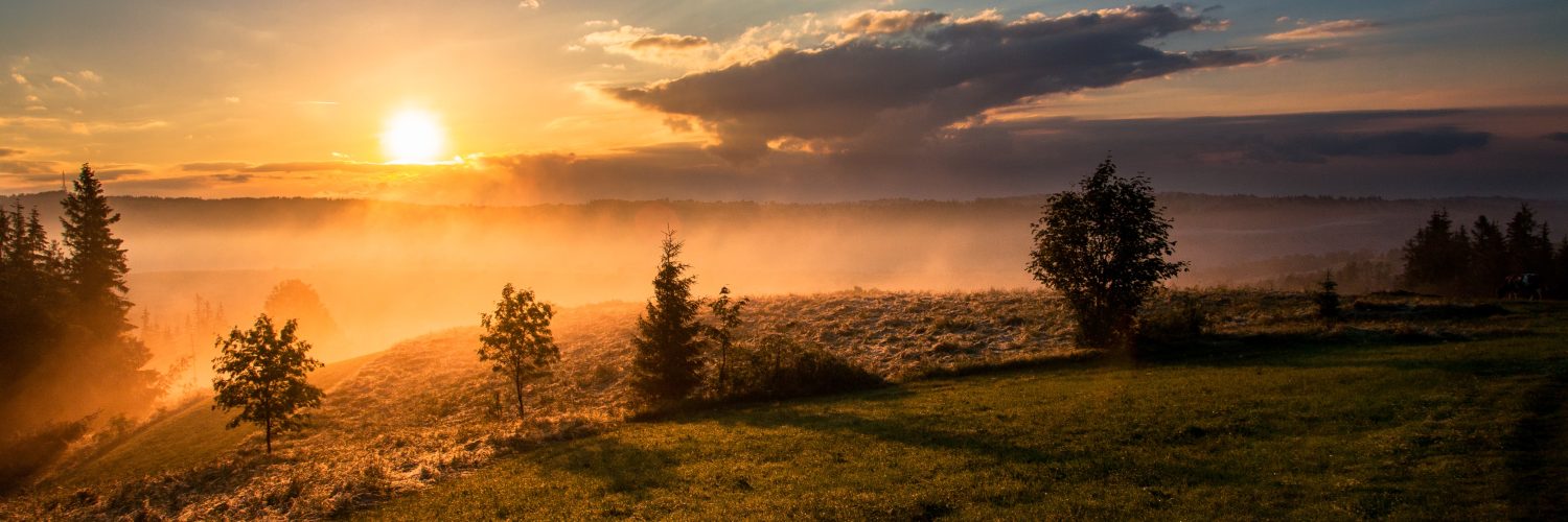 trees under cloudy sky during sunset