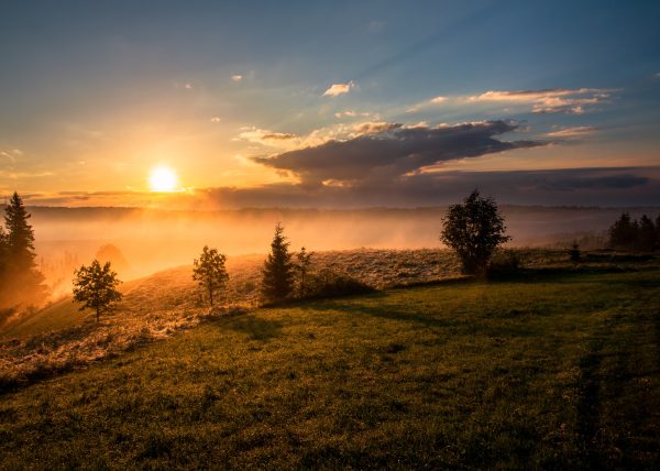 trees under cloudy sky during sunset