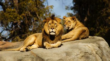 shallow focus photography of lion and lioness