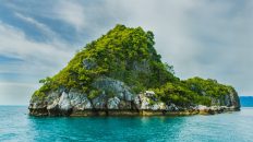 green trees on cliff