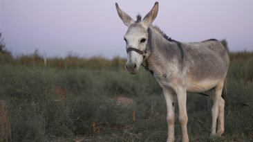 grey donkey